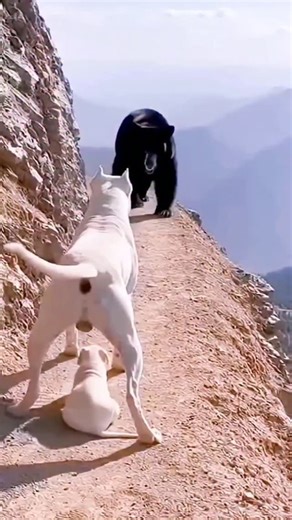 wildanimalwild on Instagram: "日本利用压电瓷砖将脚步转化为电能。这些瓷砖捕捉来自你脚步的动能。当你行走时,你的重量和动作会对瓷砖产生压力。瓷砖会轻微弯曲,从而产生机械应力。瓷砖内部的压电材料将这种应力转化为电能。每一步都会产生少量电荷,而数百万步结合在一起就能产生足够的电力来驱动LED灯、数字显示屏和传感器。在像涩谷车站这样繁忙的地方,每天大约有240万个脚步为这一系统作出贡献。这些电能可以被储存或立即使用,从而减少对传统电力来源的依赖,并支持可持续的城市基础设施。这种方法将日常运动转化为实用的可再生能源 #日本 #知识 #事实#你知道吗#推荐#科技#创新#历史 #技术#实验#热门音乐"