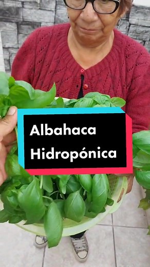 Albahacas Hidropónicas con sistema hidropónico vertical