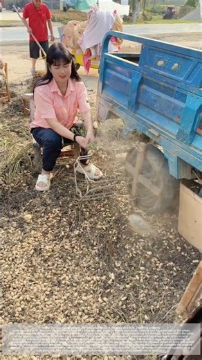 A tricycle transformed into a peanut thresher! Rural ingenuity is truly remarkable!