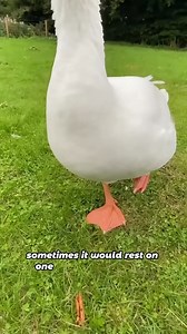 The rescued goose dances back to the woman's house. #shorts #animals #goose #wholesome #friendship | Diary animal