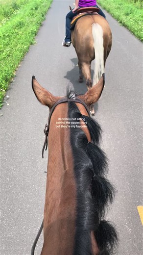 Understanding Reining Horse Riding Techniques