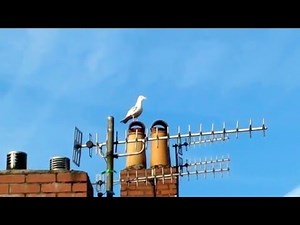 City Seagull 'calls out'