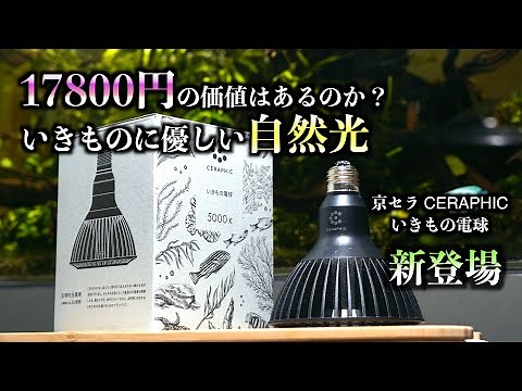 【高い？安い？】水族館で使われているあの商用ライトが登場！京セラ CERAPHIC "いきもの電球"レビュー