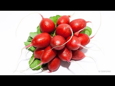 Radish Timelapse