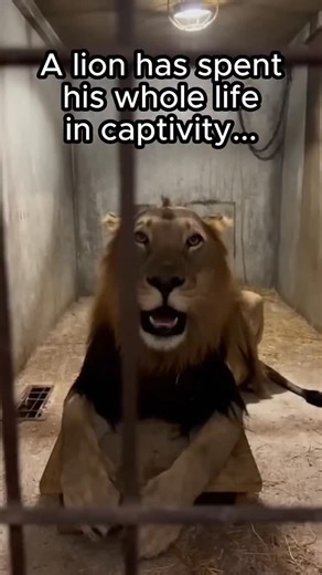 𝐇𝐨𝐧𝐞𝐲𝐩𝐞𝐚𝐜𝐡 🍒 on Instagram: "🦁 Mufasa's Long Wait Mufasa was a magnificent male lion, his mane a thick, golden-brown halo around a face marked by time and melancholy. He was twenty years old, and for two decades—the entirety of his adult life—he had known nothing but the sterile confines of his zoo enclosure. The concrete floor, the metal bars, and the hushed, curious faces of visitors were the boundaries of his world. The raw, wild scent of the savanna was a distant, forgotten memory