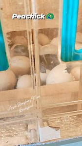 7.9K views · 56 reactions | newly hatch peachick , peacock / peafowl chick!! #angelbengbengminibackyard #kafarming #peachick #peacock #peafowl | KaFarming Louie Obado | Facebook