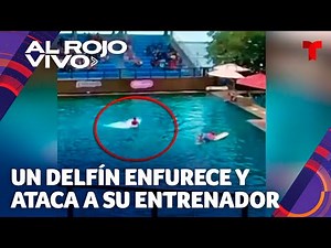 Delfín ataca a su entrenador durante un espectáculo acuático