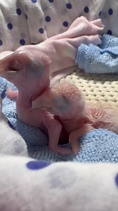 Oh my word!!! Jilly-Bean just got weighed.. I was hoping for 2g, instead I got 4.3g 😱👌🤣.. that’s phenomenal considering her hatch!.. but she has an amazing appetite!!🥰🤣 Go Jilly-Bean 👌👌 | Macaws And More