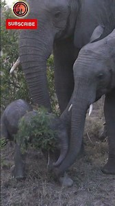 Newborn Elephant Celebration: Herd Circles Around Baby Elephant in Kruger National Park #wildlife