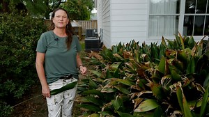 11K views · 242 reactions | A nice, glossy, green-leaved plant to grow under oak trees and other shady areas is the cast iron plant. LSU AgCenter horticulturist Heather Kirk-Ballard discusses some issues you might see with these plants, and steps you can take to make sure they grow to their best potential. | LSU AgCenter | Facebook