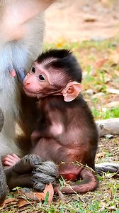 Just newborn baby monkey hungry so cute and lovely | Monkeys Daily