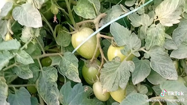 Tomato Farming in Kenya - Expert Agronomist Services