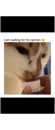 Funny Cats Videos: Best Cute & Hilarious Cat Clips