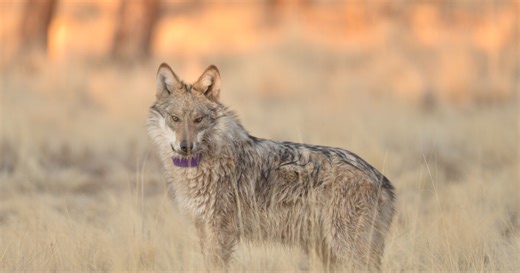 State officials eye next phase for recovery as Mexican wolf population grows