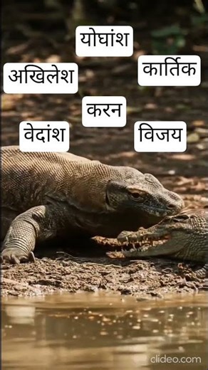 Komodo Dragon vs crocodile short। full battlefield। #andrast