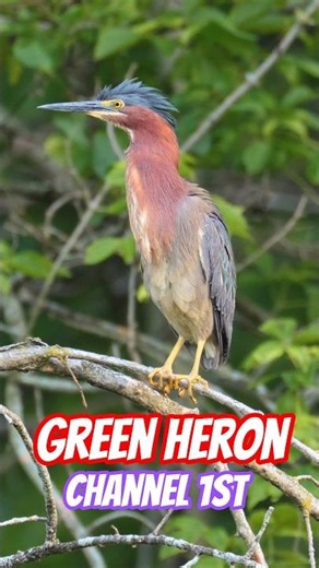 Green Heron Spotted In Nearby Pond #heron #greenheron #birds #wildlifephotography