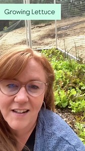 12 reactions | Lettuce is a cool season crop, meaning it doesn’t like heat. When the weather gets hot it becomes very bitter and starts to bolt. For those living in a mild climate, you can grow lettuce fall through spring. I usually plant some in September and another batch mid winter. This also works for kale, spinach, and other leafy greens. #lettuce #leafygreens #wintergarden #zone9b #zone9a #coolseason #coolseasoncrops | Sort of a Homestead | Facebook