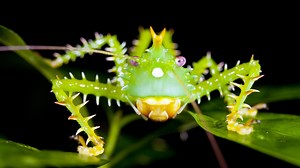 Wacky Weekend: Bizarre Bugs