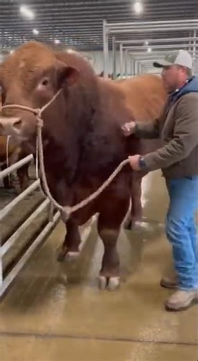 How Is He Controlling This Bull?! 😨🐂