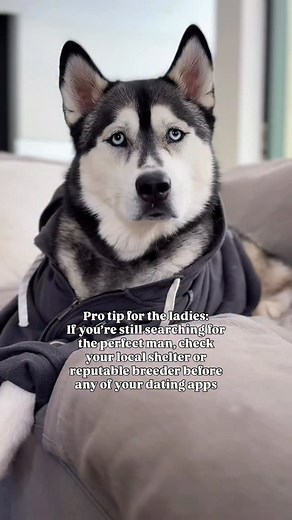Thank me later 😉 #husky #siberianhusky #datingtips | Husky Tales & Trails