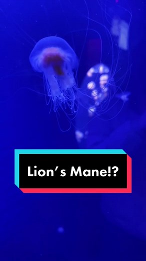 Lion’s Mane Jellyfish: The Largest Jellyfish Species