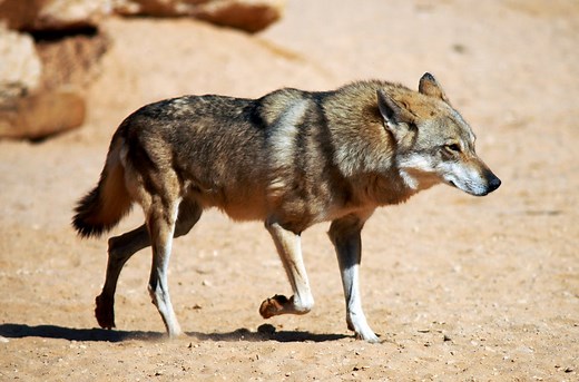 2025 begins with many reports of wolf kills from Southwest ranchers | AGDAILY