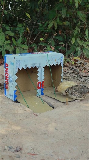 Amazing Unique Bird/Quail Trapping Technique Using Paperbox #cardboardcrafts #shortvideo #ytshorts