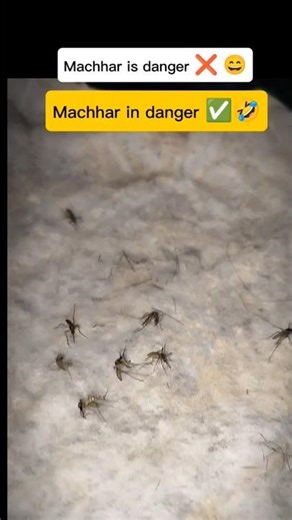macchar is danger ❌🤣🤣🫡 macchar in danger ✅😅😅