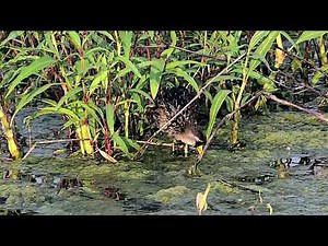 Sora Rail