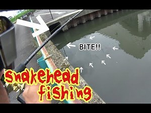 [Snakehead] Giant snakehead fish appearing endlessly from the tunnel!? Three giant snakehead fish...