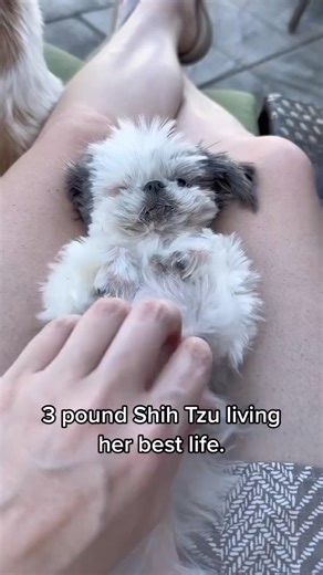 shihtzu on Instagram: "We are used to small pups, but Trinket might be thr smallest Shih Tzu we’ve ever known - 📸 Source: @ pipsqueak_thetinydog on TikTok All credit are reserved for their respective Owners - - #shihtzu_feature#shihtzubrasil#shihtzupup#shitzubrasil#shihtzuofinstagramuse#shihtzufilhote#shihtzulove#shihtzuswag#lovemyshihtzu#cuteshihtzu#shihtzucommunity#shihtzusgram_feature#shihtzusofig#shihtzuvideo#sgshihtzu#shihtzulovers_feature#papodeshihtzu#shihtzuofinsta#shihtzucutielovers#sh