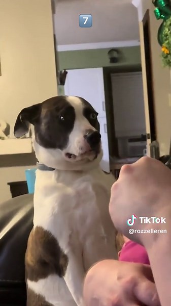 How Dogs Understand Human Communication