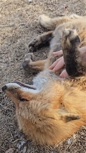 592K views · 49K reactions | Finnegan and Serafina  | Saveafox Corporation | Facebook