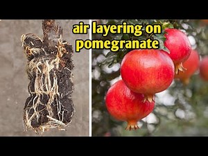 How To Propagate Pomegranate Tree From Air Layering Method