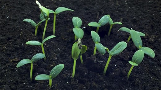 25 Black Pink Coleus Seeds: Striking Foliage Plant for Shade Gardens - Etsy