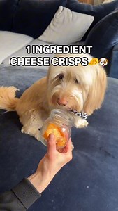 1.6K views · 8.1K reactions | If your dog loves cheese, you have to...