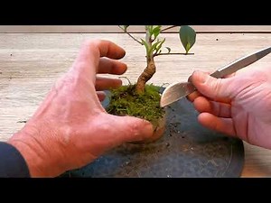 From Cutting to Mame Bonsai: The Privet Makeover.