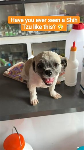 Is This Really a Shih Tzu? 5 Month Old Puppy With No Hair! #pets #dog #puppy #shihtzu