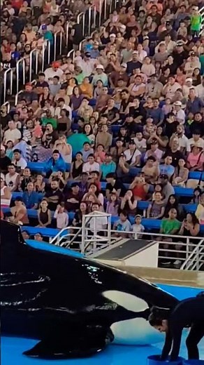 SeaWorld #sanantonio whale shamu