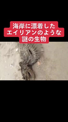 #uma #未確認生物 #未確認生命体 #エイリアン #鋭利やん… #謎 #漂着 #海岸 #海 #tr3b #カワシバ #カワウソと見る生き物 #地球外生命体 #ディマウロルカ