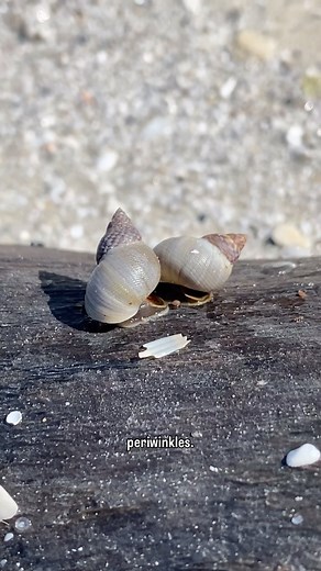 Jojo 🐚 Let’s Go Shelling | Love the cloudy periwinkle shells and am even more excited to see the snails that made them!🐚😍 Seeing living creatures at the beach is one... | Instagram