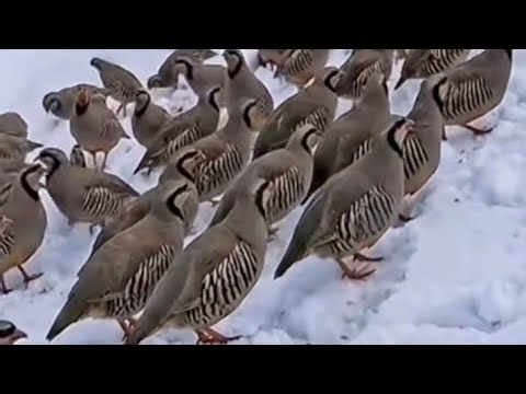 Sound of Chukar Partridge | Relaxing Nature Bird Calls