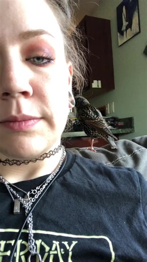 Unique Starling Bird as a Pet: Fara Juana's Tatari Bird