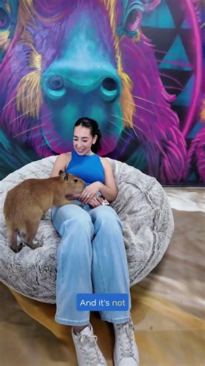 Everything You Need To Know About the New Capybara Café opening in Fort Lauderdale