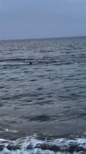 Morning swim and run cardio💪. | TANJO