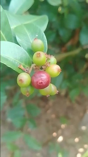 Identify before you try - Can These 3 Plants Spice Up Your Cooking?