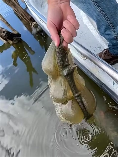 He pulled a strange “alien egg pod” out of the lake — and now authorities are warning the public 😳 What on earth is this thing?! 😱😱 👉 Check the first comment for the full story 👇 | Sufaid Production
