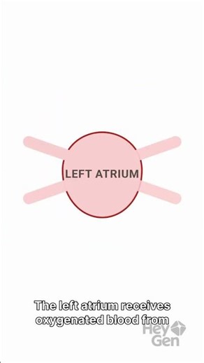 Sectional View of the Human Heart | Class 10 Biology | CBSE | NCERT | Artha Tutorials