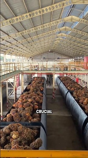 How Palm Oil Powers Food, Cosmetics, and Global Industries