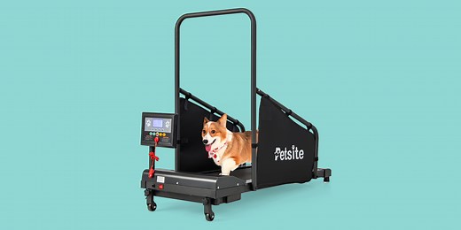 5 Best Dog Treadmills, According to Pet Experts